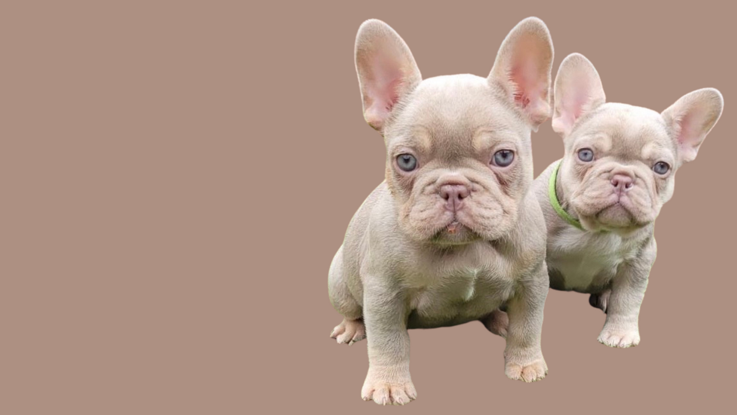 Ckc french bulldog outlet puppies for sale