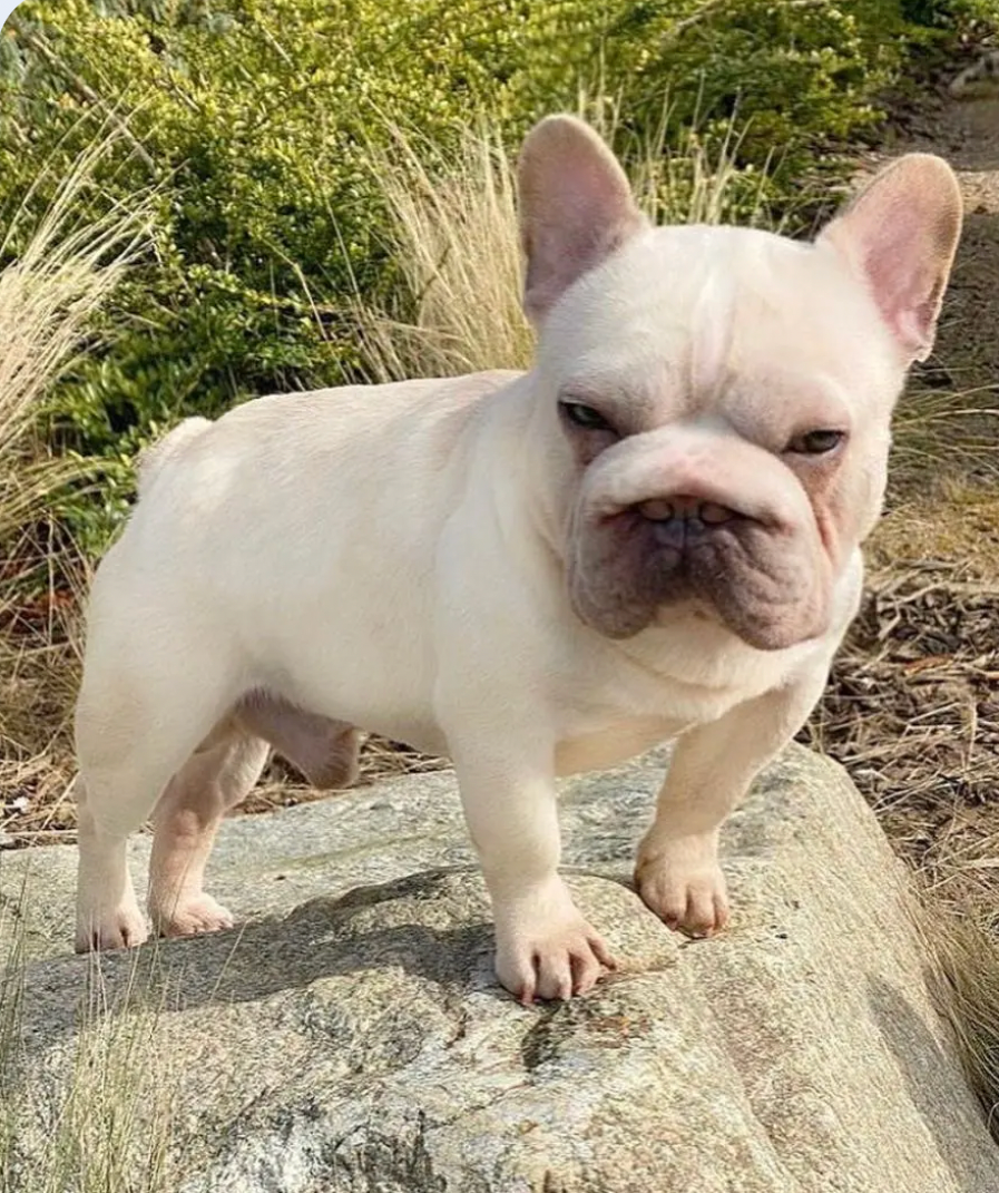 French bulldog 2025 nose rope